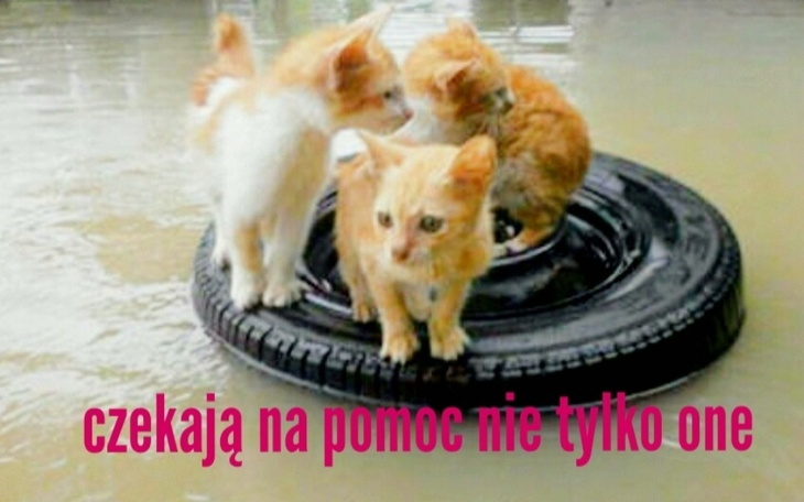 Zbiórka ZWIERZĘTA po POWODZI - zdjęcie główne