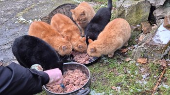 Zbiórka Żwirki i karma dla podopiecznych - miniaturka zdjęcia