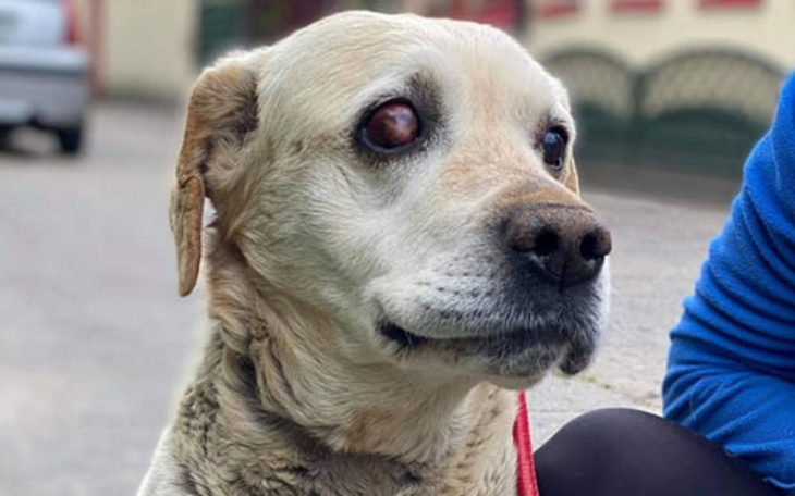 Zbiórka Labrador Oczkoś błaga o pomoc - zdjęcie główne