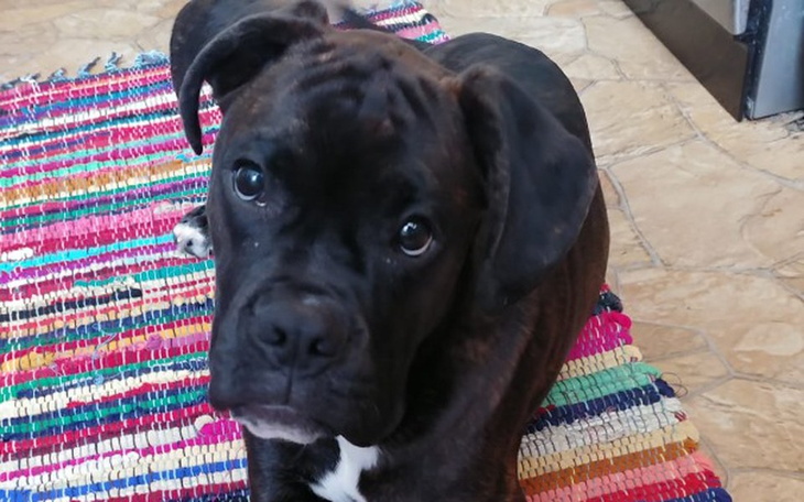 Zbiórka Obustronna darthroplastyka Aresa - zdjęcie główne