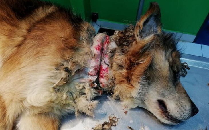 Zbiórka SKRZYWDZONE proszą o Pomoc - zdjęcie główne