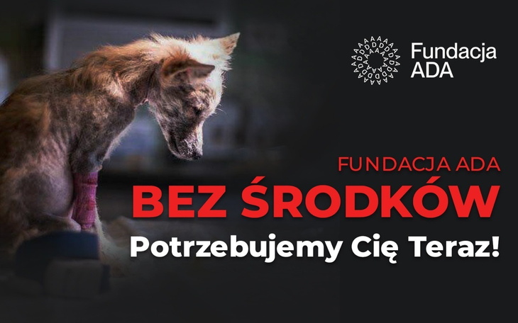 Zwierzęta potrzebują pomocy. Fundacja ADA apeluje o wsparcie.