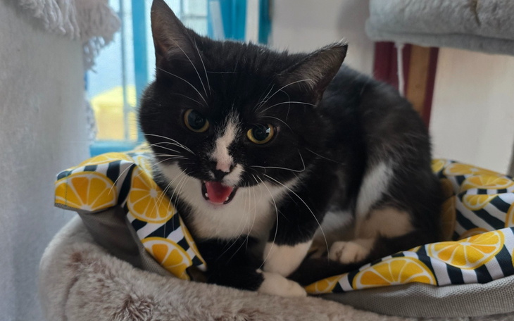 Kot w legowisku, z wyrazem radości na twarzy.