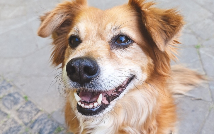 Zbiórka Pomóżcie mi uratować Lucynkę - zdjęcie główne