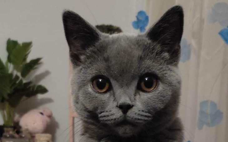 Zbiórka Razem wyleczmy Brysia z FIP - zdjęcie główne