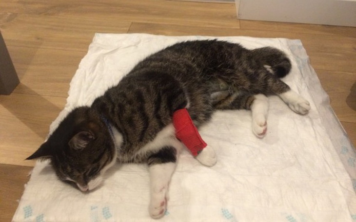 Zbiórka Kitu kot - zdjęcie główne