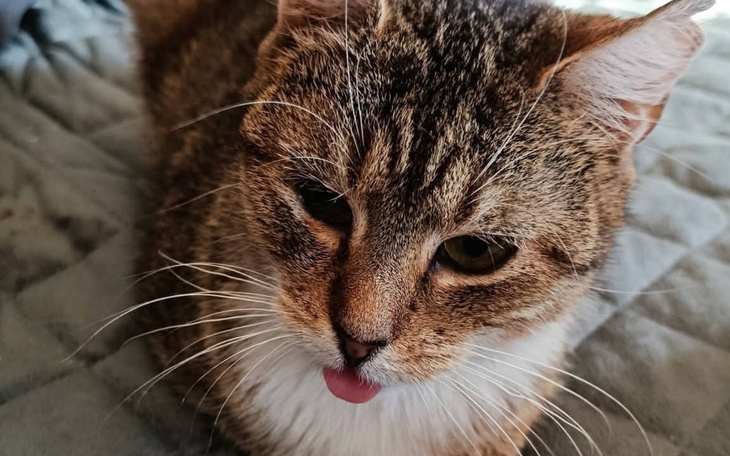 Kot leżący na łóżku, z językiem wystawionym na zewnątrz.