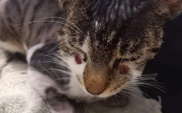 Zbiórka ZWIERZOMOC - podopieczni - zdjęcie główne