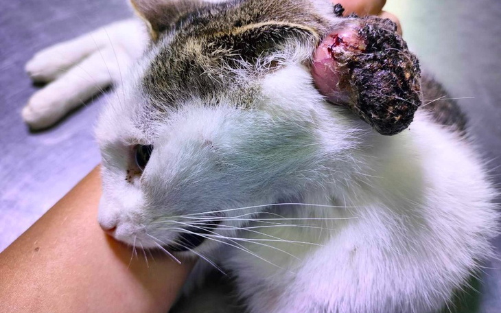 Zbiórka Kotka z działek z nowotworem - zdjęcie główne