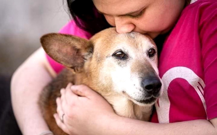 Zbiórka Klima dla psich staruszków - zdjęcie główne