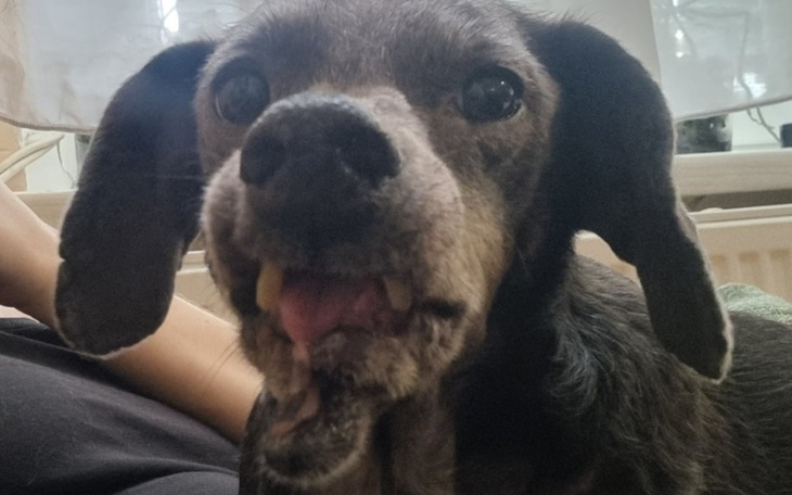 Zbiórka Nowe Życie Suzi - zdjęcie główne