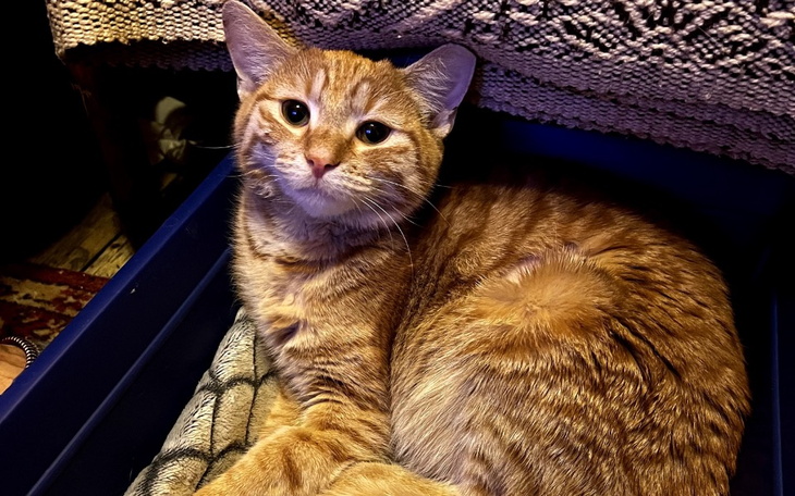 Rudy kot leży w niebieskim pojemniku, wygląda na zrelaksowanego.