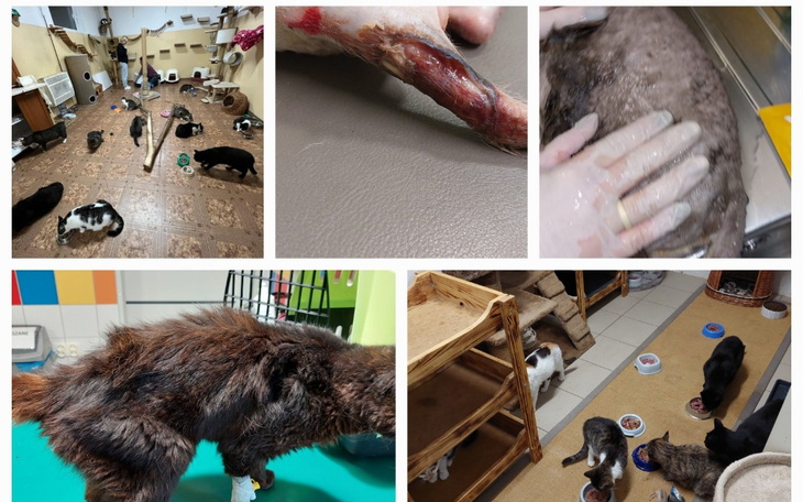 Zbiórka Dla fundacji Oczami Kota - zdjęcie główne