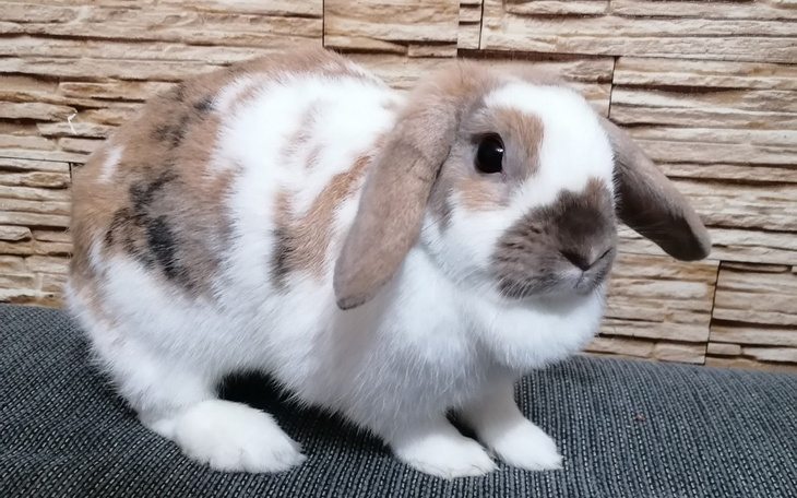 Zbiórka Leczenie i kastracja kroliczki - zdjęcie główne