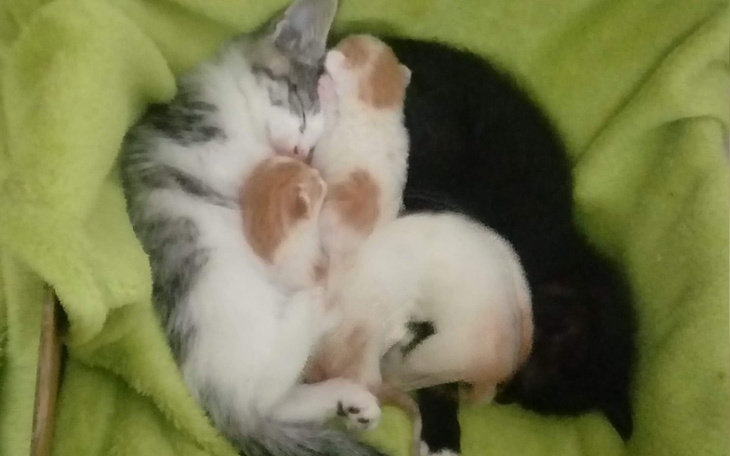 Zbiórka Zapukała do Nas śmierć.... - zdjęcie główne