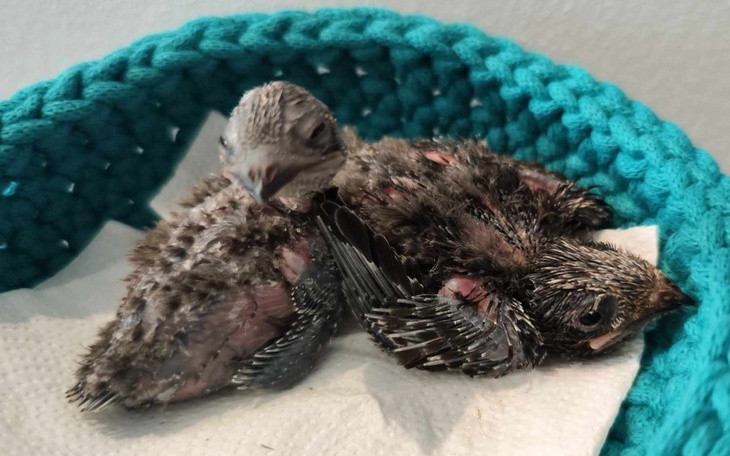 Zbiórka Odkarmiamy pisklaki w lipcu - zdjęcie główne