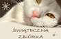 Zbiórka Święta dla kotków - miniaturka zdjęcia