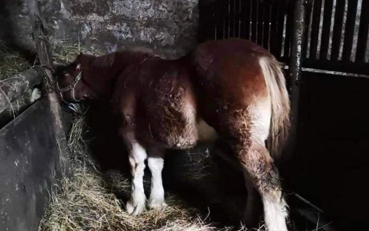 Zbiórka Dwa serca, jedno bicie - zdjęcie główne