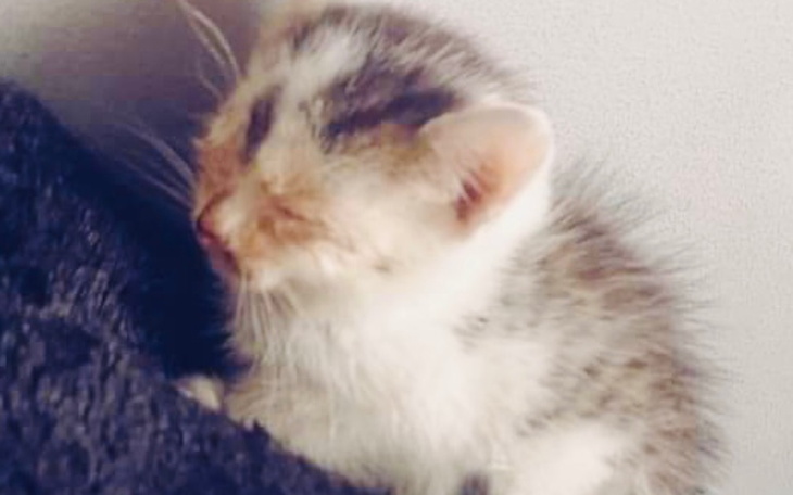 Zbiórka Ratujemy kocinkę Sznuróweczkę - zdjęcie główne