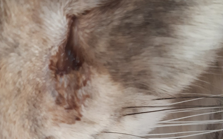 Zbiórka Na operację kotki z Ukrainy - zdjęcie główne