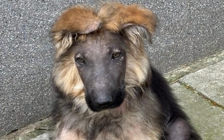 Pies z nietypową fryzurą, wygląda na zdezorientowanego.