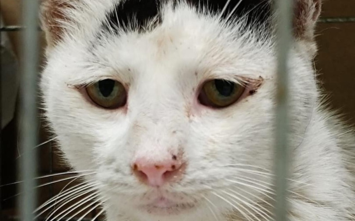 Zbiórka Na lek dla Kefirka - zdjęcie główne