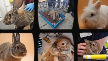 Zbiórka Niechciane króliki - miniaturka zdjęcia