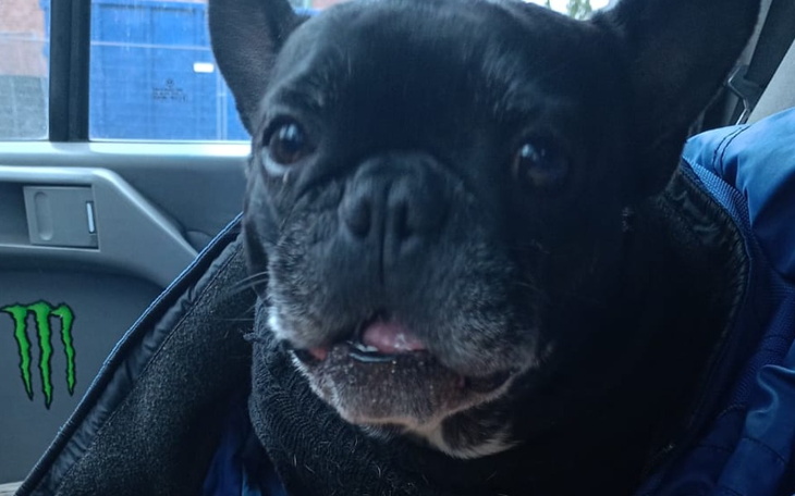 Zbiórka Operacja buldożka francuskiego - zdjęcie główne