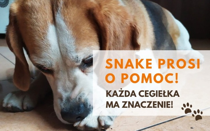 Zbiórka Snejk prosi o wsparcie na karmę - zdjęcie główne