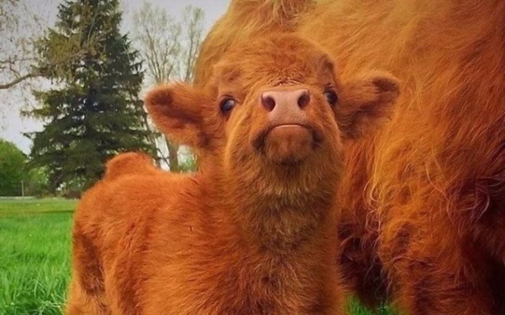 Zbiórka Zbiorka na zwierzęta - zdjęcie główne