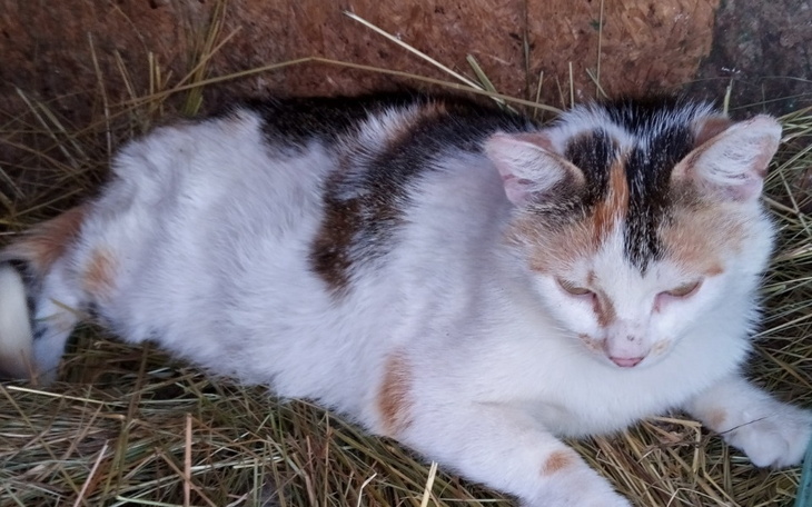 Zbiórka Kastracja-kotów - zdjęcie główne