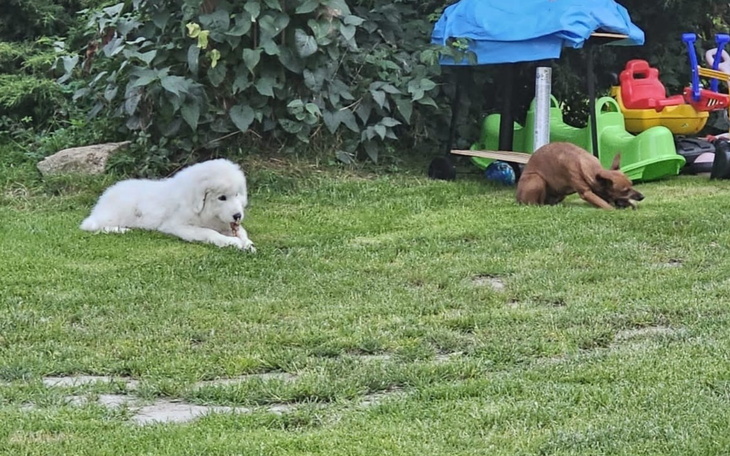 Dwa psy bawiące się na trawie w ogrodzie.