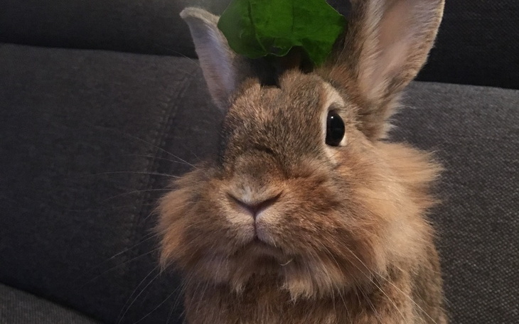Królik z liściem na głowie, wygląda zabawnie.