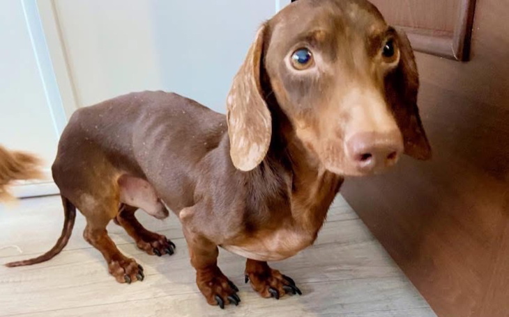 Mały pies rasy jamnik w domu, z ciekawym spojrzeniem.