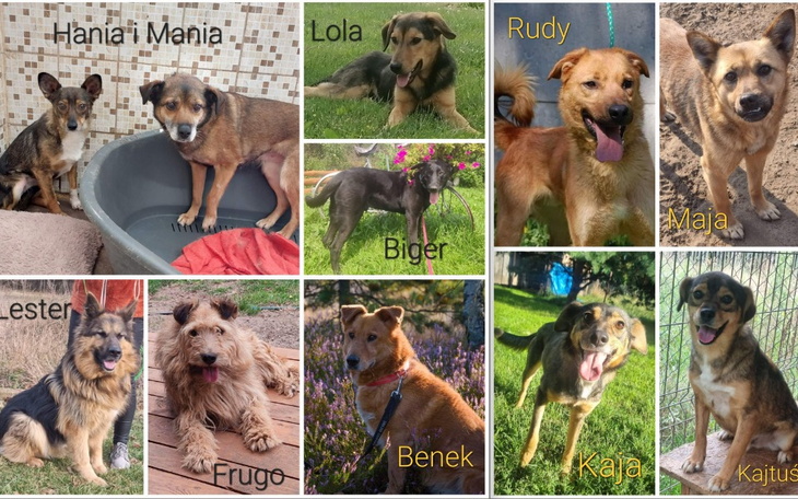 Zbiórka Na POMOC tym Niechcianym - zdjęcie główne