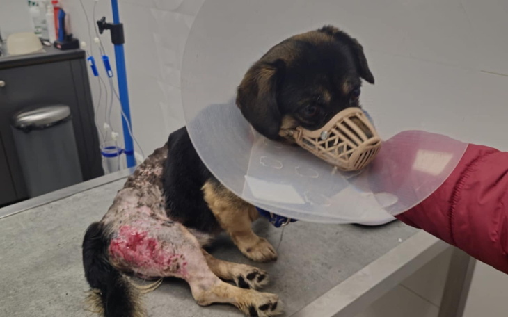 Pies w kagańcu po operacji, z raną na nodze.