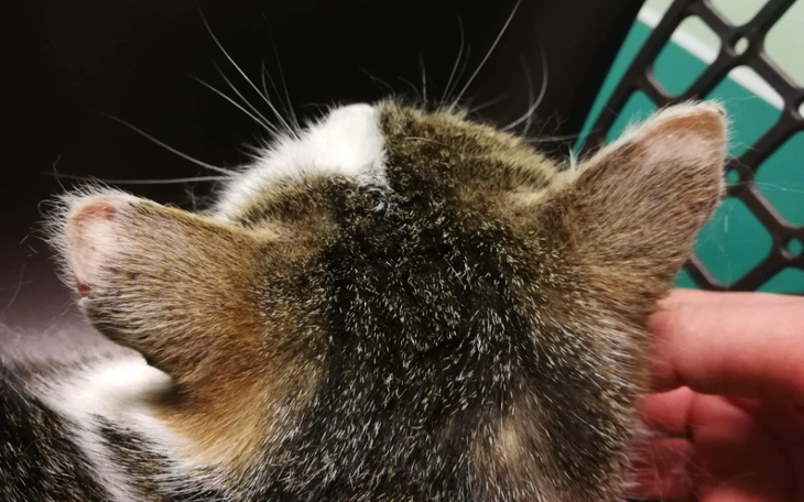 Zbiórka Leczenie uszu bezdomnego kocurka - zdjęcie główne