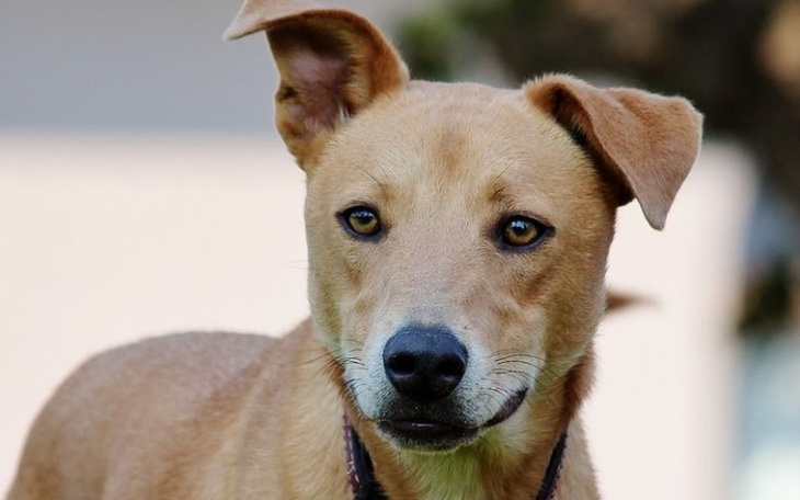 Zbiórka Karma dla schroniska dla psiaków - zdjęcie główne