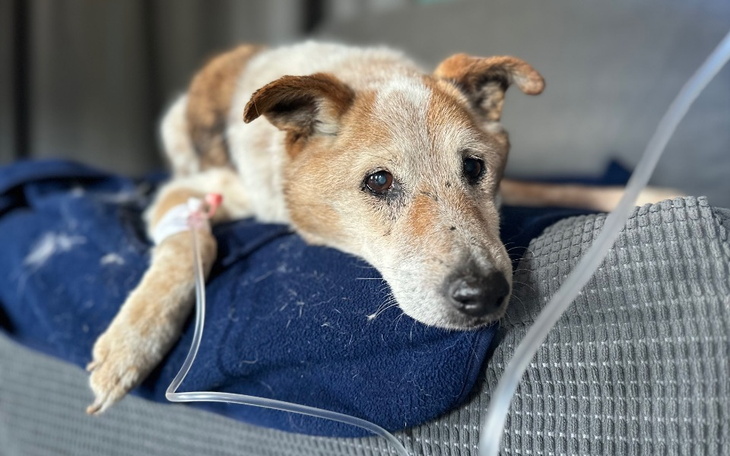 Zbiórka Leczenie ofiar okrucieństwa - zdjęcie główne