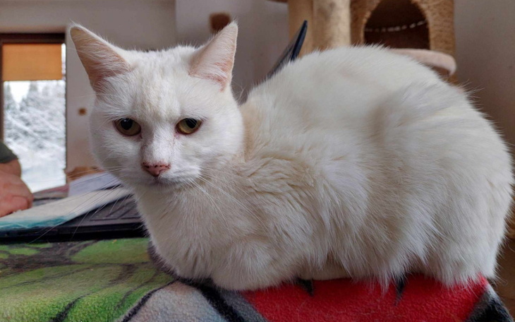 Biały kot leżący na stole, z wyrazem twarzy pełnym spokoju.