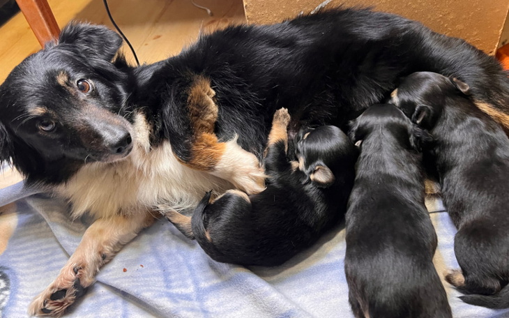 Zbiórka Pomoc dla psiej rodzinki - zdjęcie główne