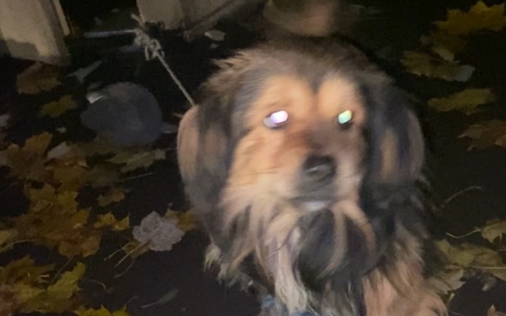 Pies na tle opadłych liści, z rozmytym tłem.