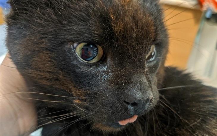 Zbiórka Pilna zbiórka na lek dla Kuby. - zdjęcie główne