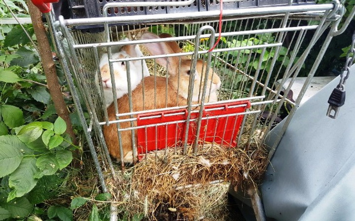 Zbiórka Na ratunek królikom-interwencja - zdjęcie główne