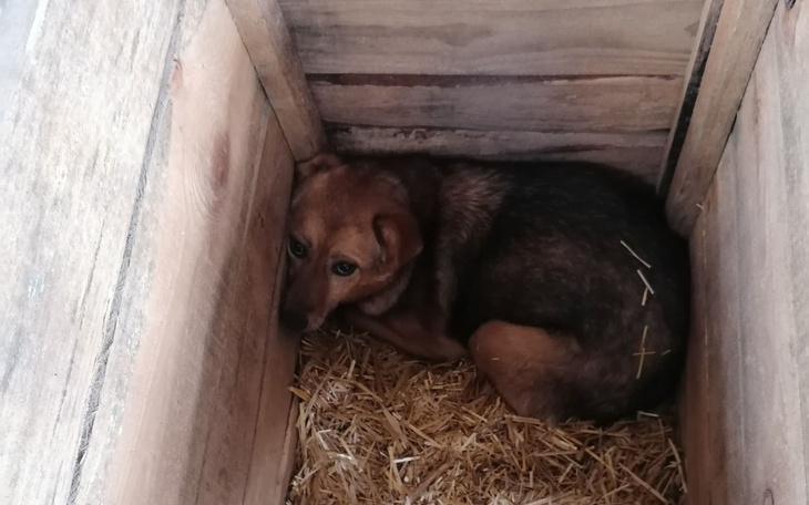 Zbiórka Transport dla suni bez szans - zdjęcie główne