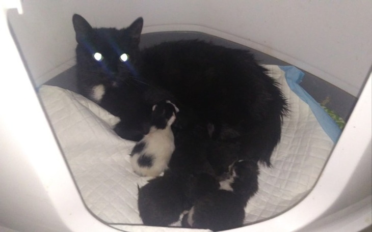 Zbiórka Porzucona matka z maluchami - zdjęcie główne