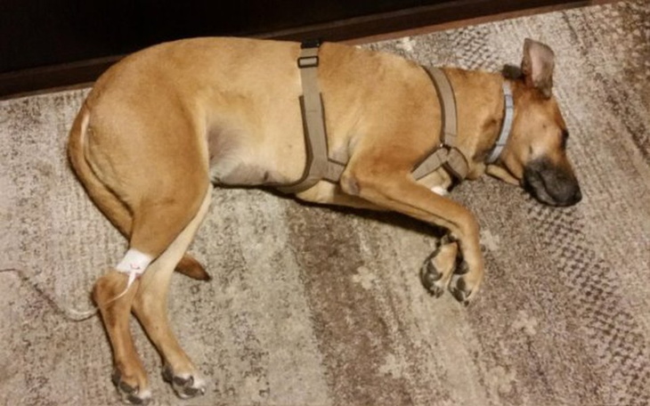 Zbiórka Ratujemy Sonię POMOCY !! - zdjęcie główne