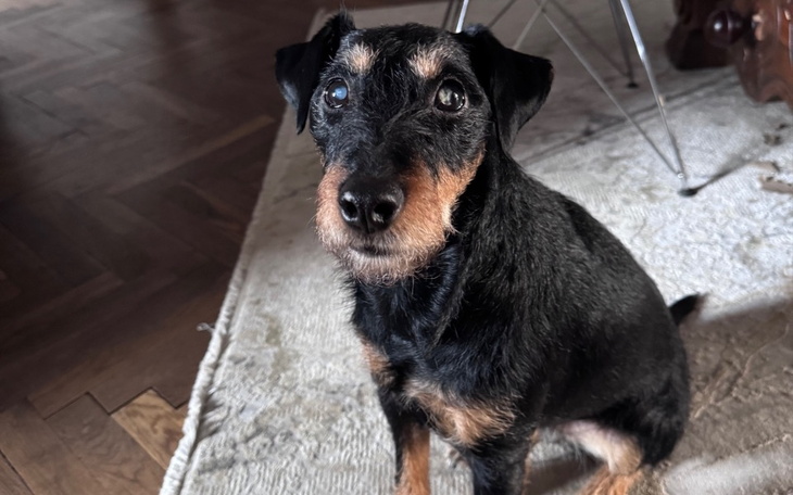 Czarny pies patrzący w obiektyw, z ciekawym wyrazem twarzy.