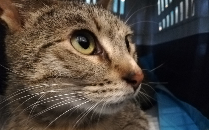 Zbiórka Wizyta, szczepienie Zajączka - zdjęcie główne