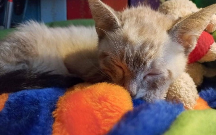 Zbiórka Mały AZAZEL walczy o życie - zdjęcie główne